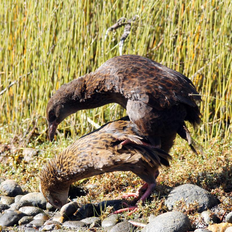 Weka (Gallirallus australis)